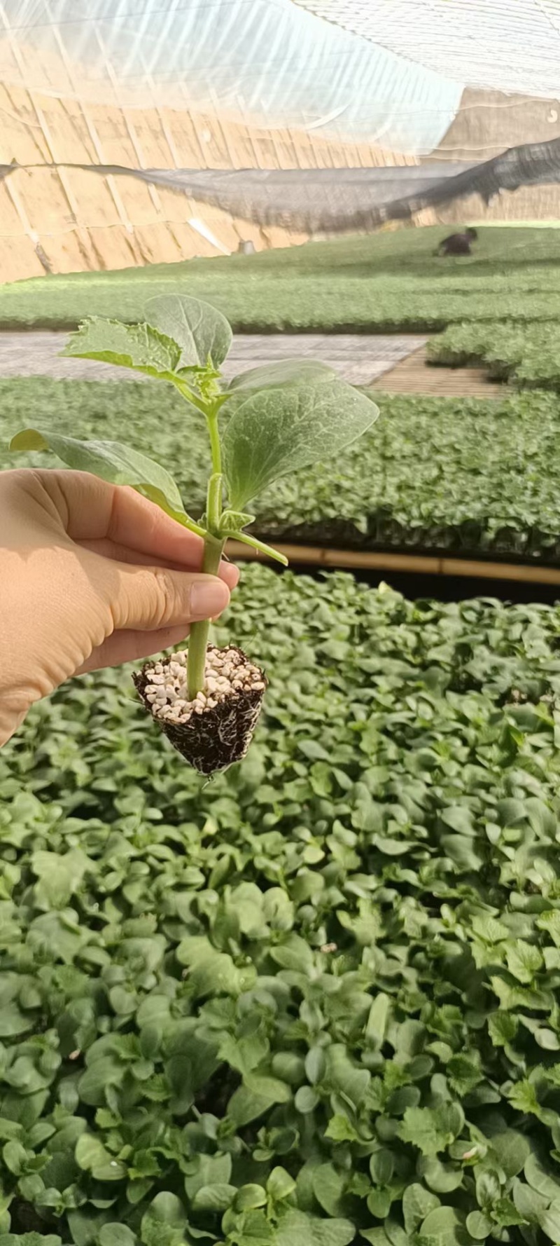 黄瓜种苗