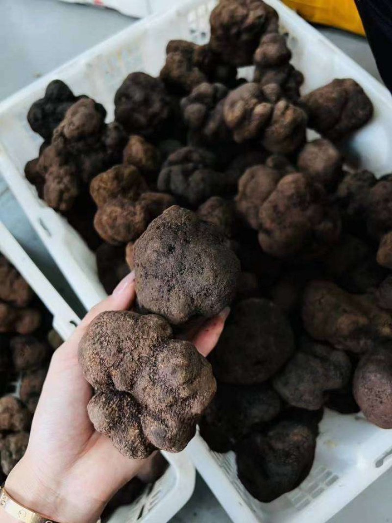 冰冻块菌冻块菌松露一首货源甄选品质质优价廉