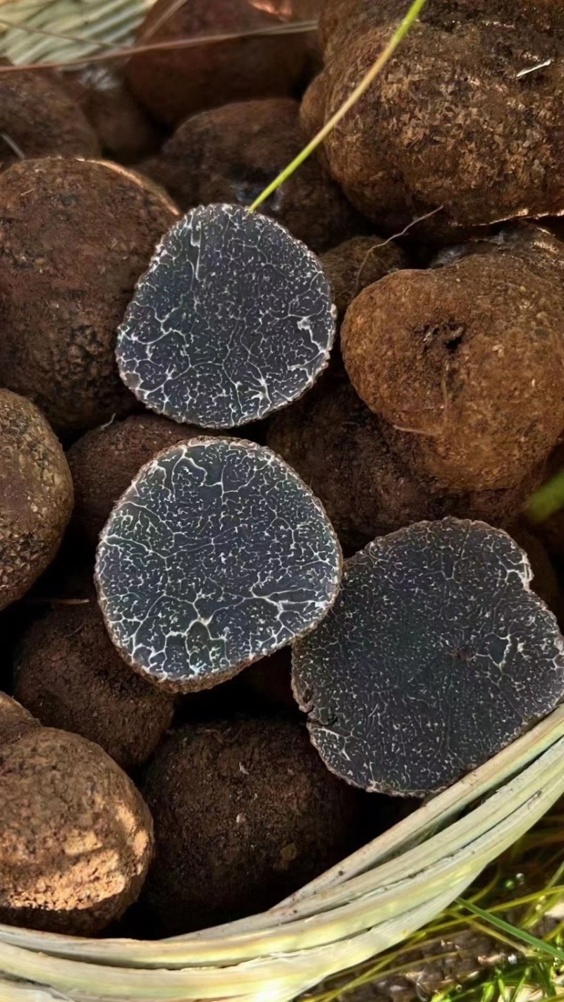 冰冻块菌冻块菌松露一首货源甄选品质质优价廉