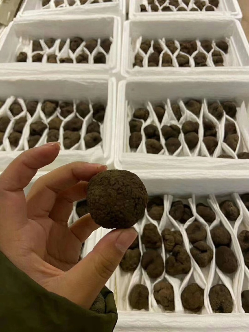 冰冻块菌冻块菌松露一首货源甄选品质质优价廉