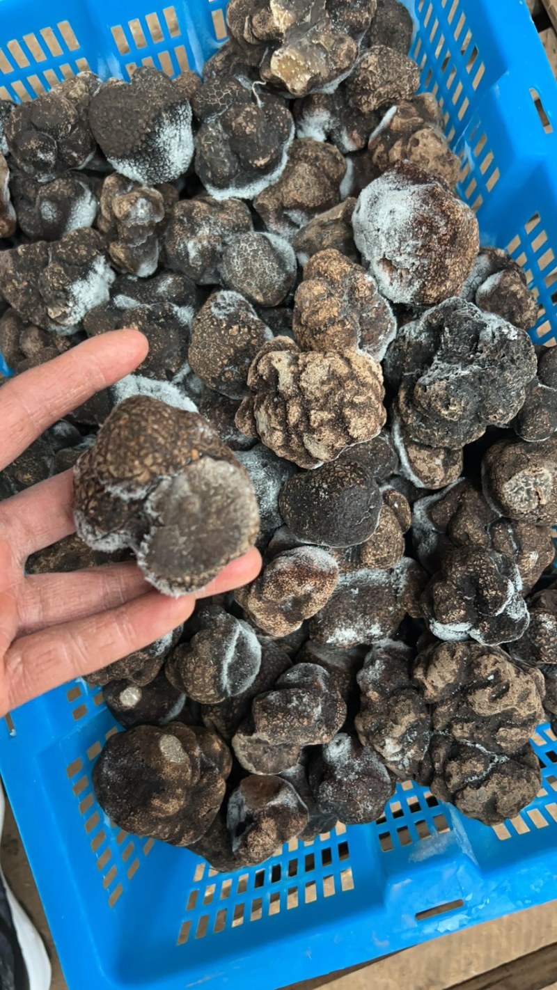冰冻块菌冻块菌松露一首货源甄选品质质优价廉
