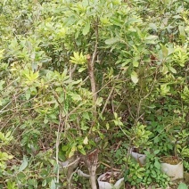 博白县凤山镇本地杨梅苗
