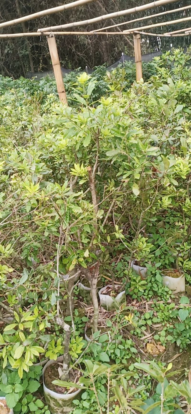 博白县凤山镇本地杨梅苗
