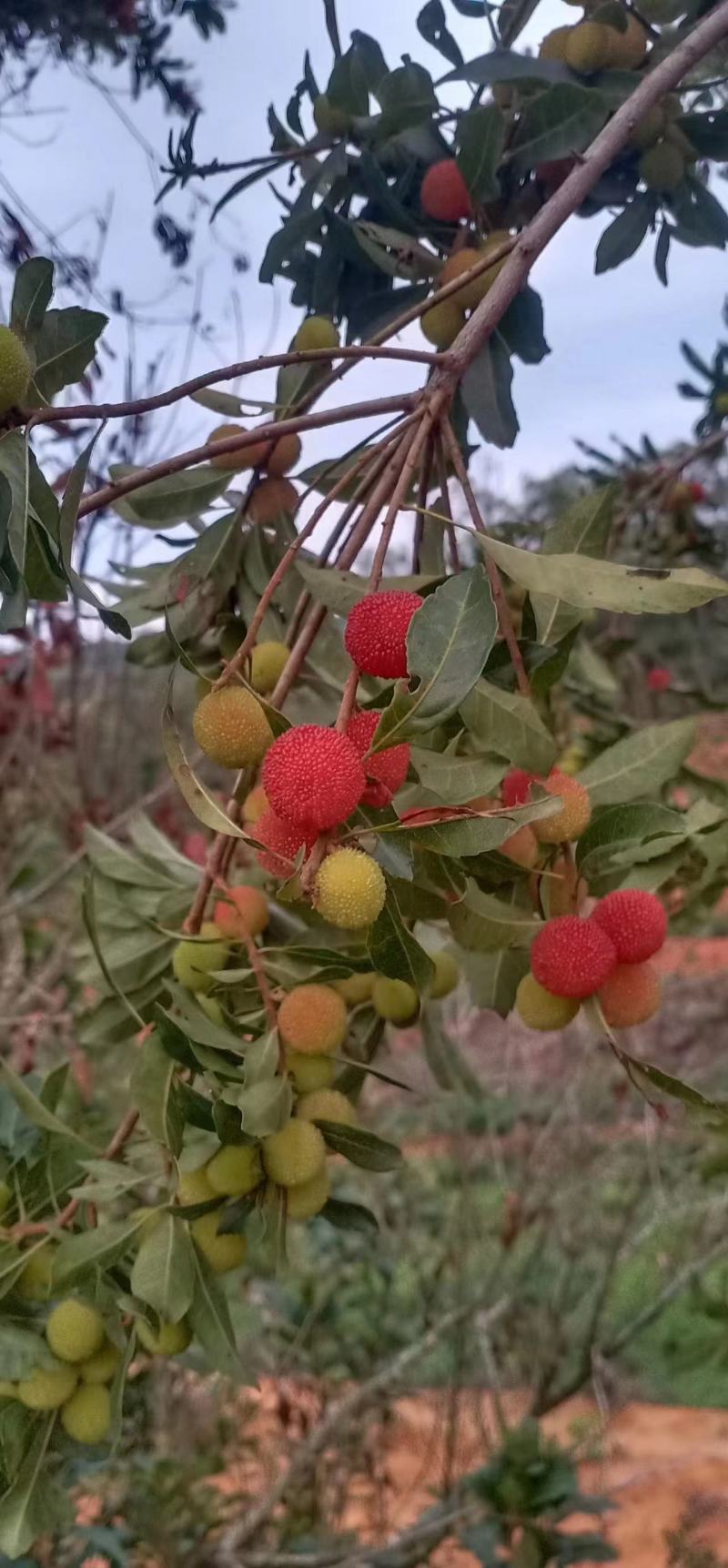 博白县凤山镇本地杨梅苗