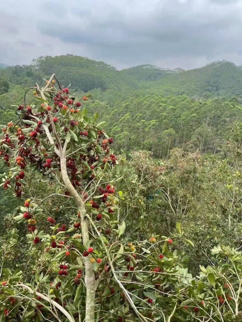 博白县凤山镇本地杨梅苗