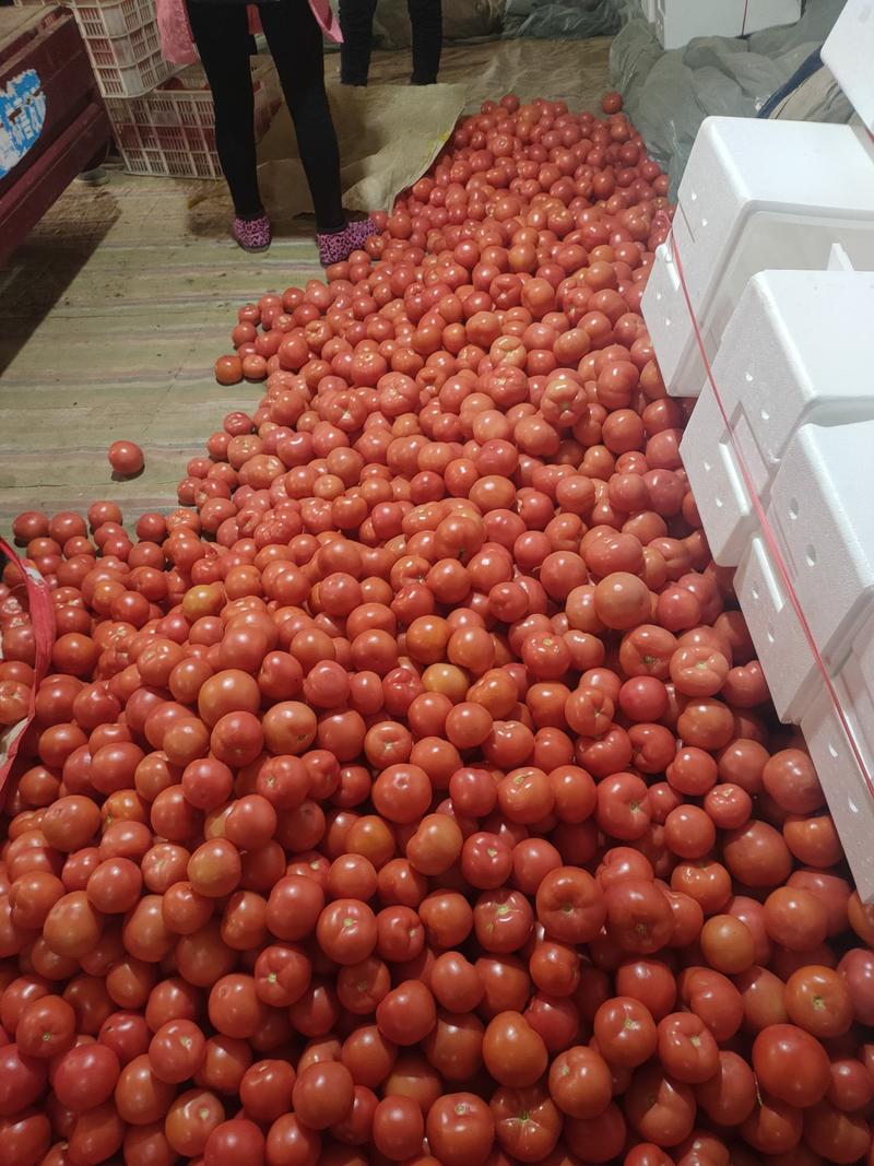 山东菏泽定陶黄店万家蔬菜市场，西红柿大量有货，祝，新年好