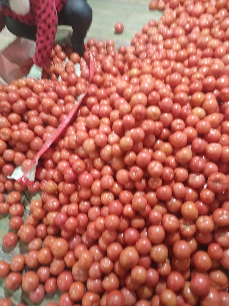山东菏泽定陶黄店万家蔬菜市场，西红柿大量有货，祝，新年好