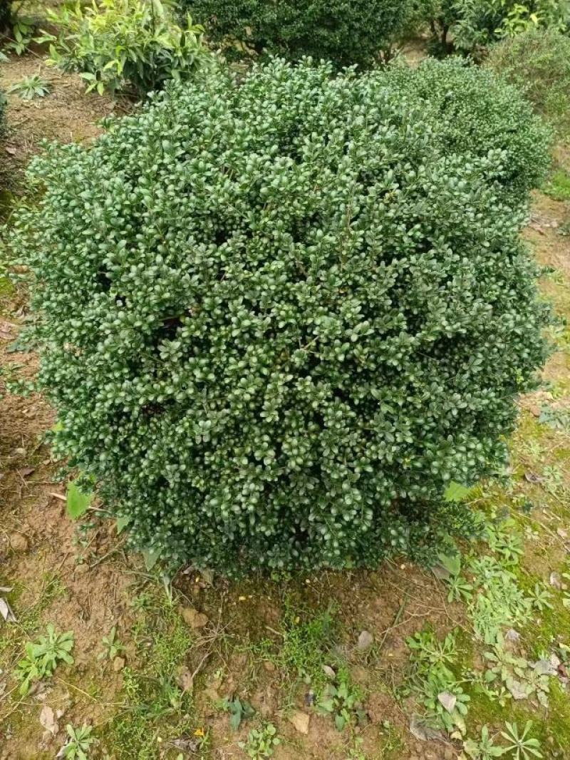 龟甲冬青球别墅庭院耐寒四季常青绿化风景树球型植物龟甲冬青