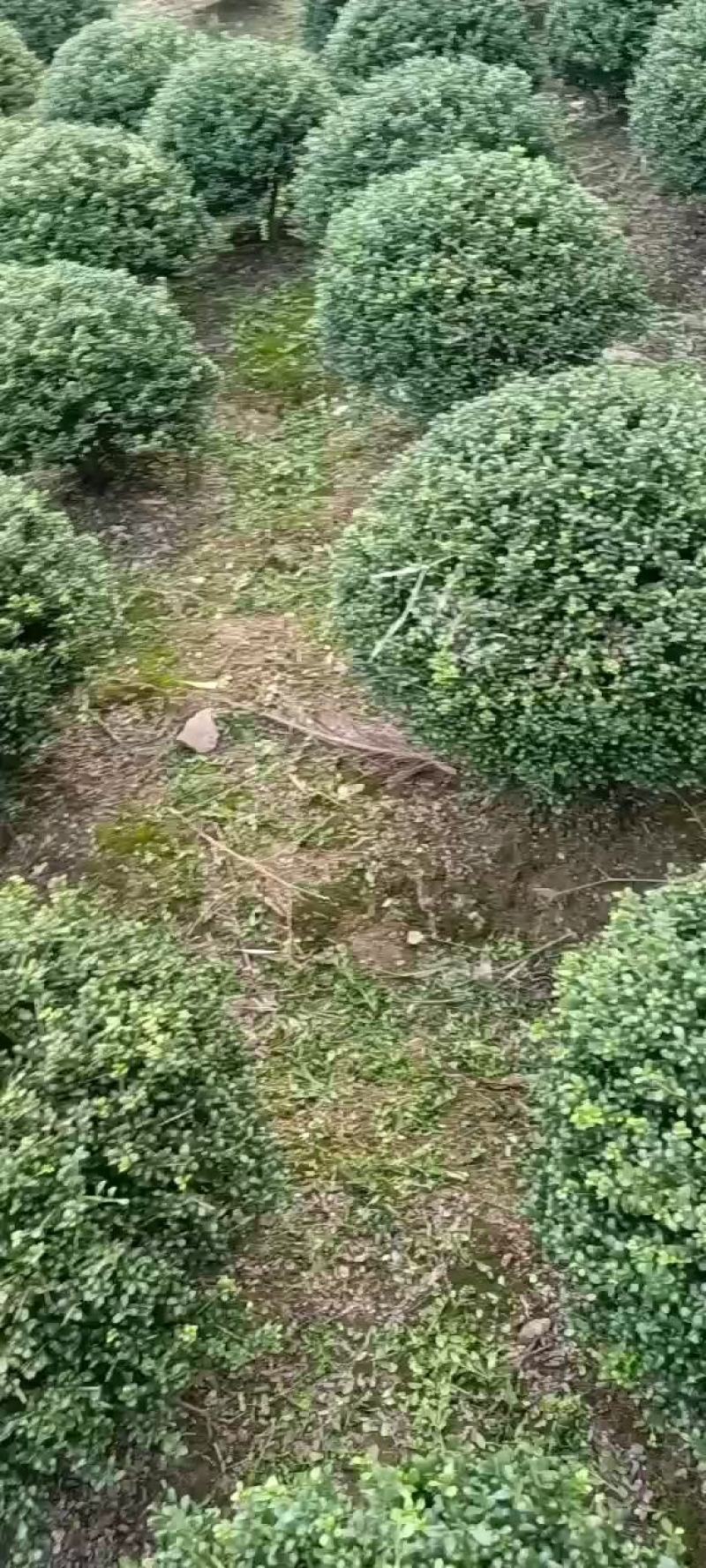 龟甲冬青球别墅庭院耐寒四季常青绿化风景树球型植物龟甲冬青