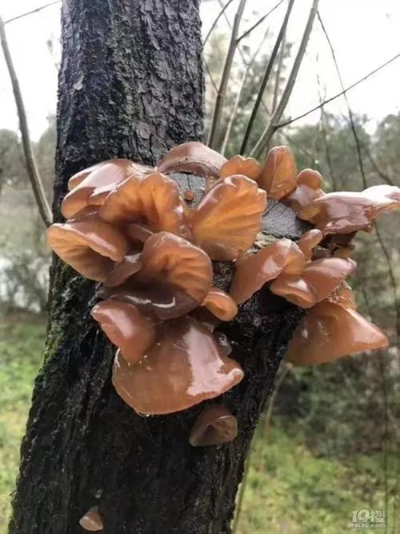 云南特产哀牢山原始森林黑木耳产地货源大量批发