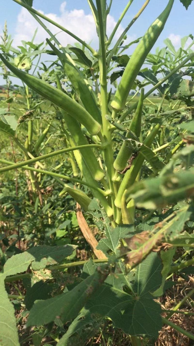子弹头无角黄秋葵种子耐老早熟果型长养身蔬菜种子大田用种