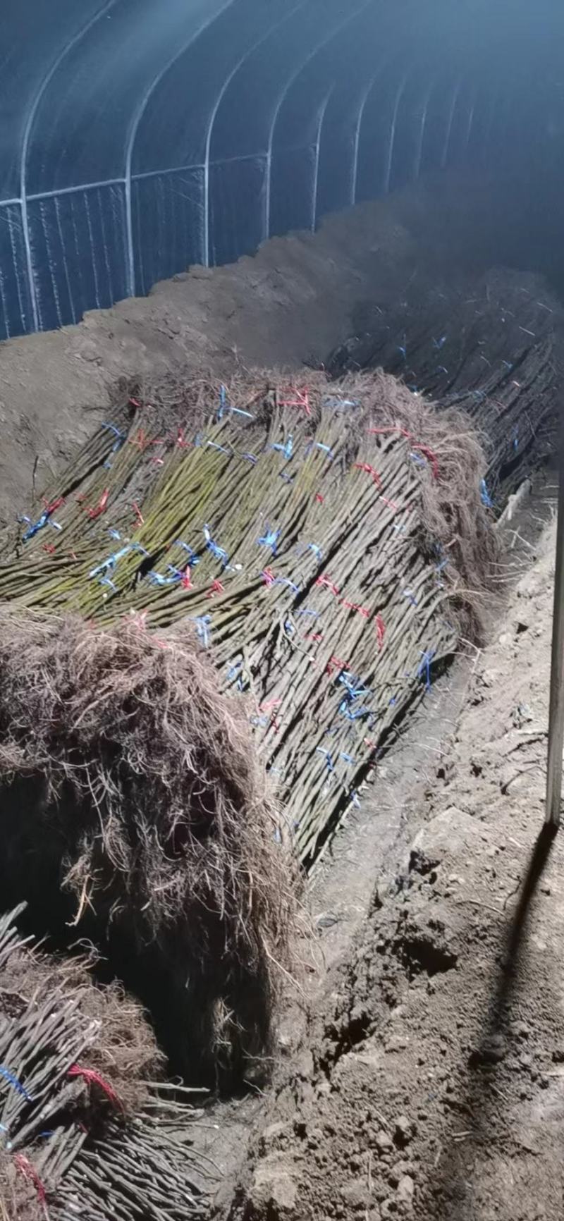 批发山布兰瑞克无花果树苗大青皮无花果树苗