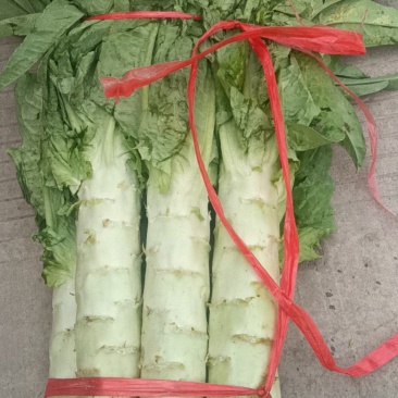 【荐】莴笋，武山洛门莴笋大量上市中，青笋质量优欢迎选购