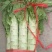 【荐】莴笋，武山洛门莴笋大量上市中，青笋质量优欢迎选购