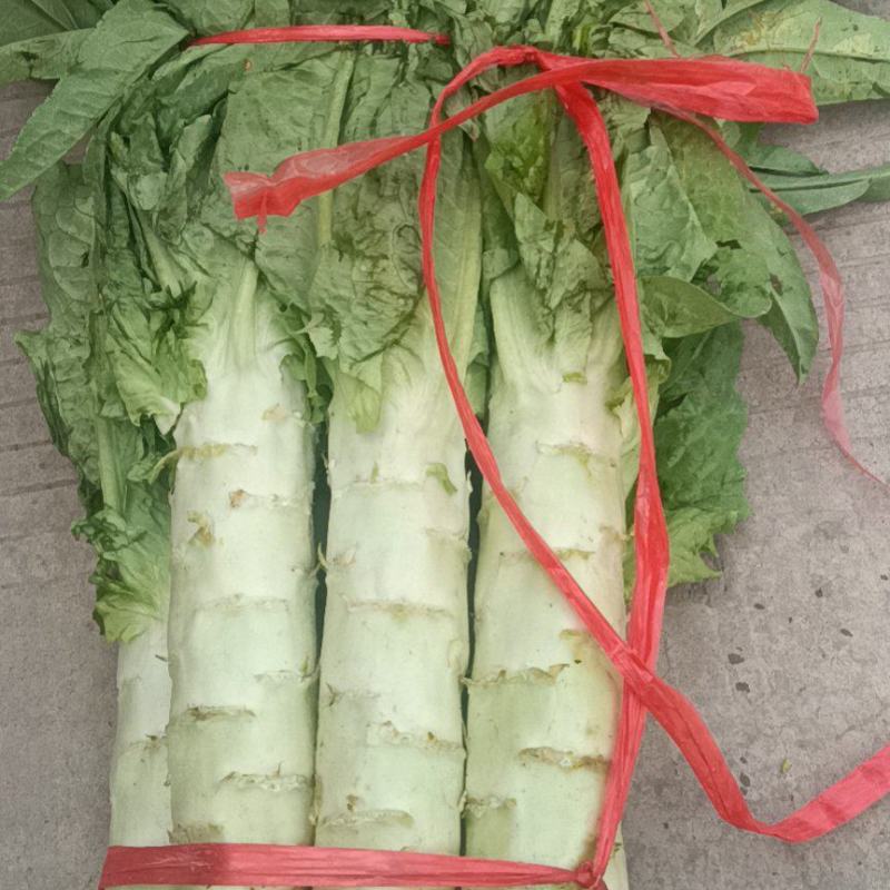 【荐】莴笋，武山洛门莴笋大量上市中，青笋质量优欢迎选购
