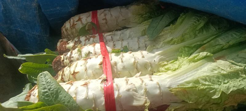 【荐】莴笋，武山洛门莴笋大量上市中，青笋质量优欢迎选购
