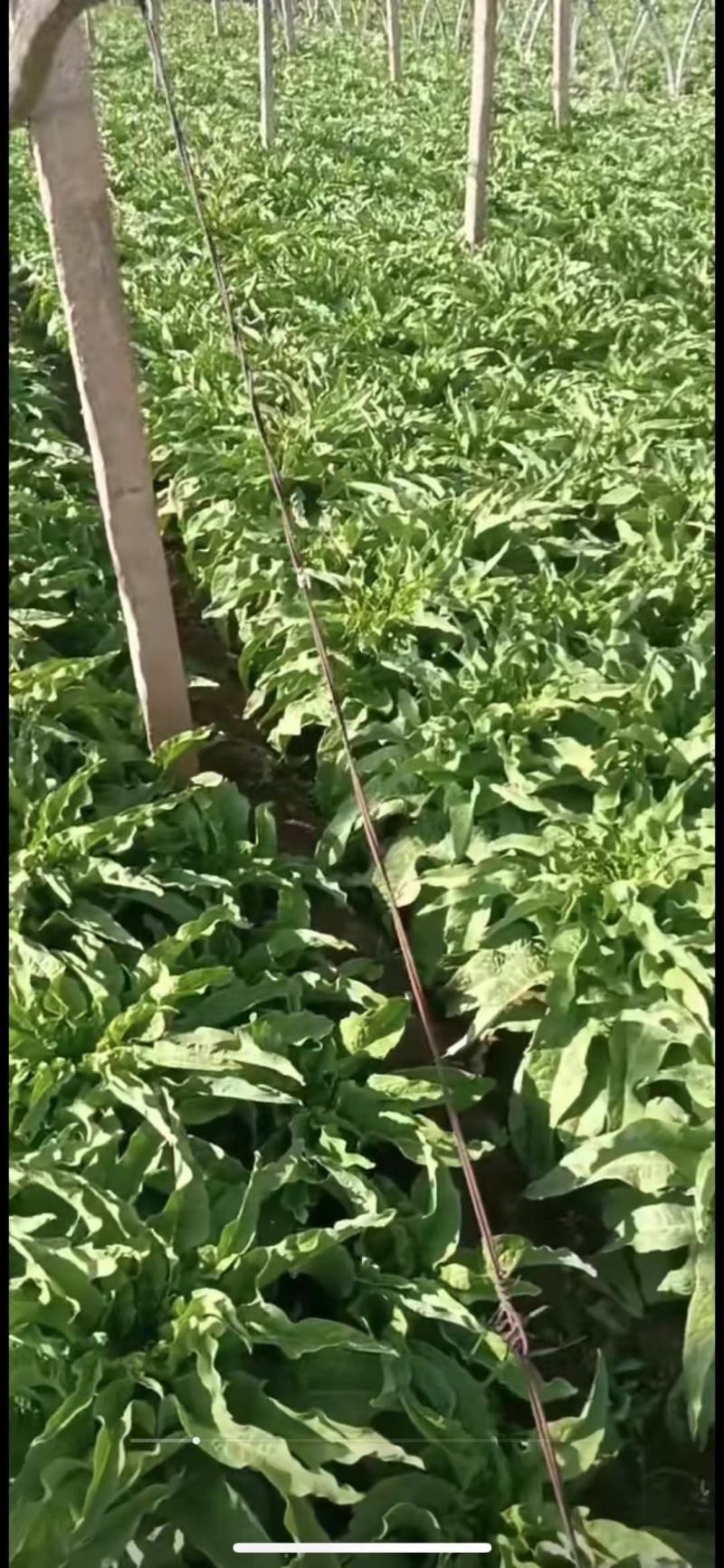 【荐】莴笋，武山洛门莴笋大量上市中，青笋质量优欢迎选购