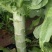【荐】莴笋，武山洛门莴笋大量上市中，青笋质量优欢迎选购