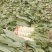 【荐】莴笋，武山洛门莴笋大量上市中，青笋质量优欢迎选购