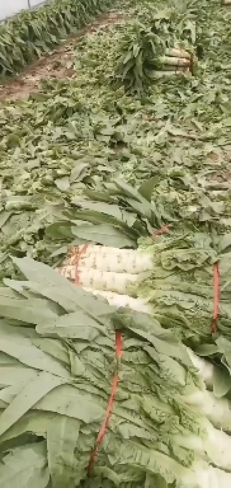 【荐】莴笋，武山洛门莴笋大量上市中，青笋质量优欢迎选购