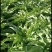 【荐】莴笋，武山洛门莴笋大量上市中，青笋质量优欢迎选购