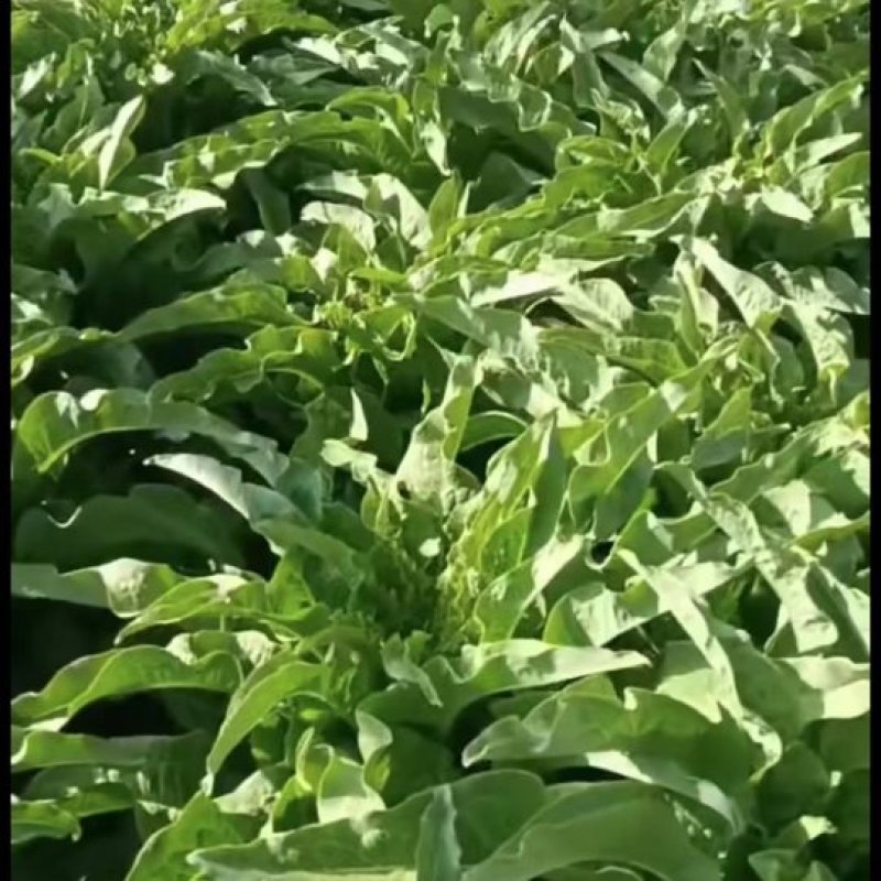 【荐】莴笋，武山洛门莴笋大量上市中，青笋质量优欢迎选购