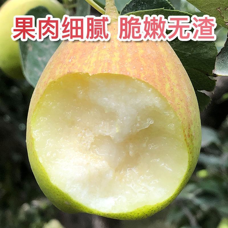 嫁接秋月梨树苗新疆香梨苗红梨树苗库尔勒梨树苗地栽南北方