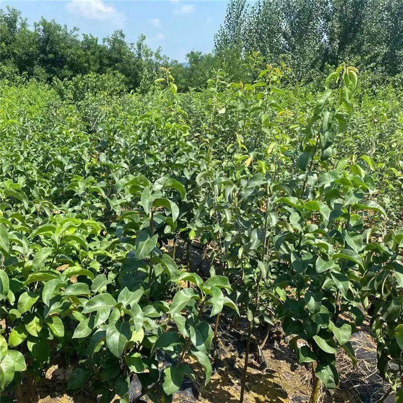 嫁接秋月梨树苗新疆香梨苗红梨树苗库尔勒梨树苗地栽南北方