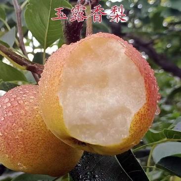玉露香梨树苗新品种超甜多汁嫁接苗南北方种植盆栽地栽