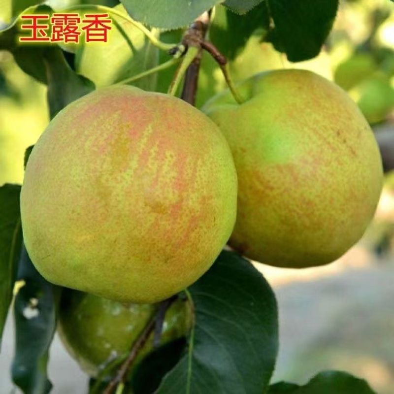 玉露香梨树苗新品种超甜多汁嫁接苗南北方种植盆栽地栽