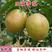 玉露香梨树苗新品种超甜多汁嫁接苗南北方种植盆栽地栽