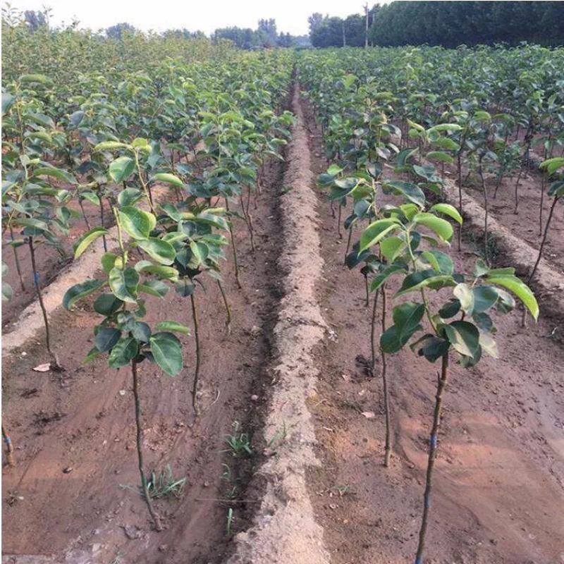玉露香梨树苗新品种超甜多汁嫁接苗南北方种植盆栽地栽