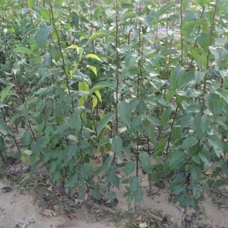 玉露香梨树苗新品种超甜多汁嫁接苗南北方种植盆栽地栽