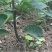 玉露香梨树苗新品种超甜多汁嫁接苗南北方种植盆栽地栽
