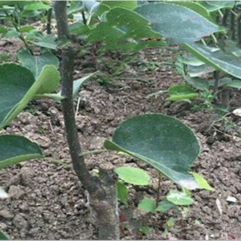玉露香梨树苗新品种超甜多汁嫁接苗南北方种植盆栽地栽