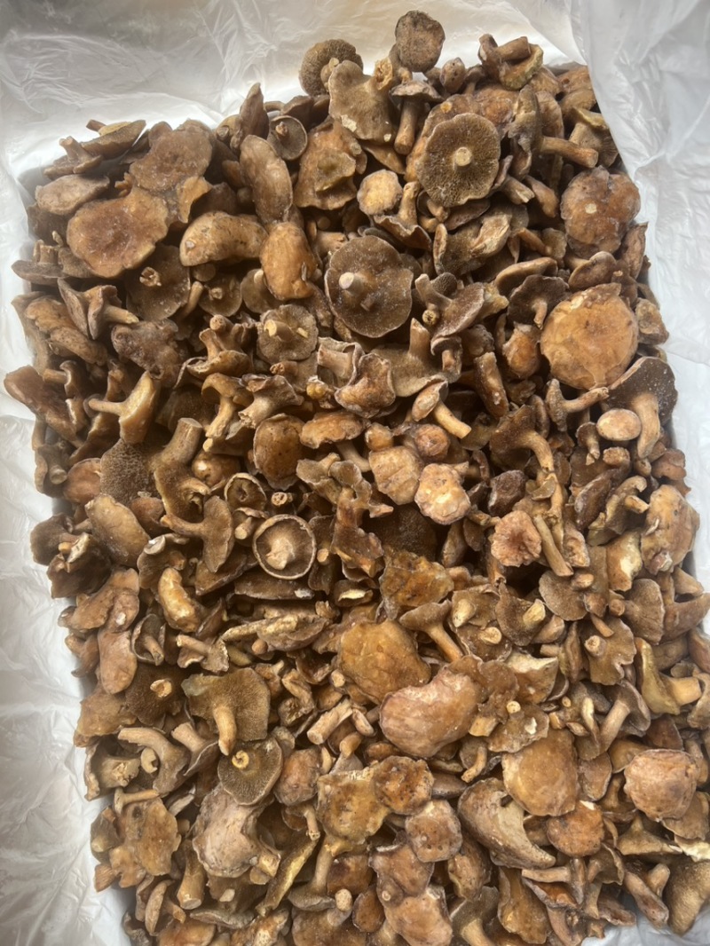 云南特产红乳牛肝菌冰冻松乳菌老家产地货源量大从优