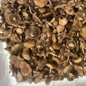 云南特产红乳牛肝菌冰冻松乳菌老家产地货源量大从优
