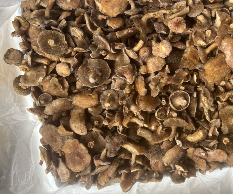 云南特产红乳牛肝菌冰冻松乳菌老家产地货源量大从优