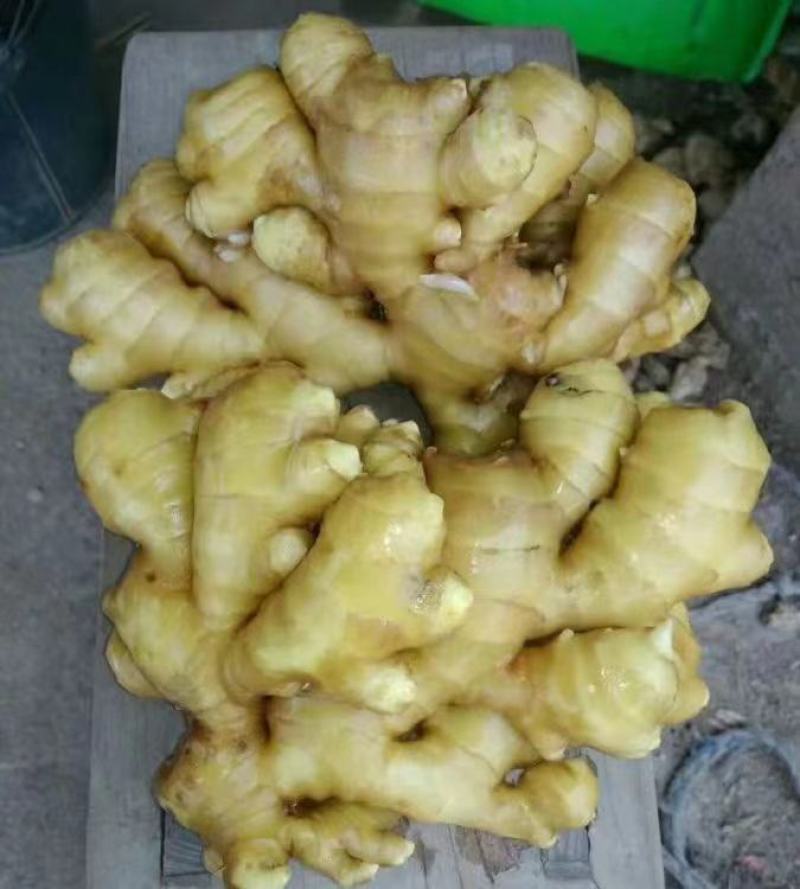 大量批发生姜小黄姜水洗大黄姜风干全年发货货源充足