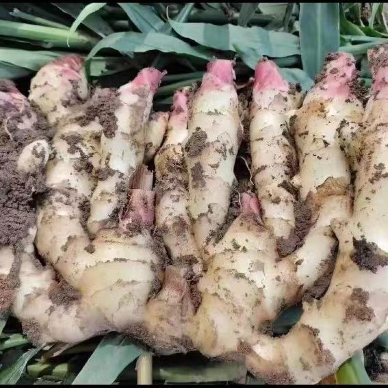 大量批发生姜小黄姜水洗大黄姜风干全年发货货源充足