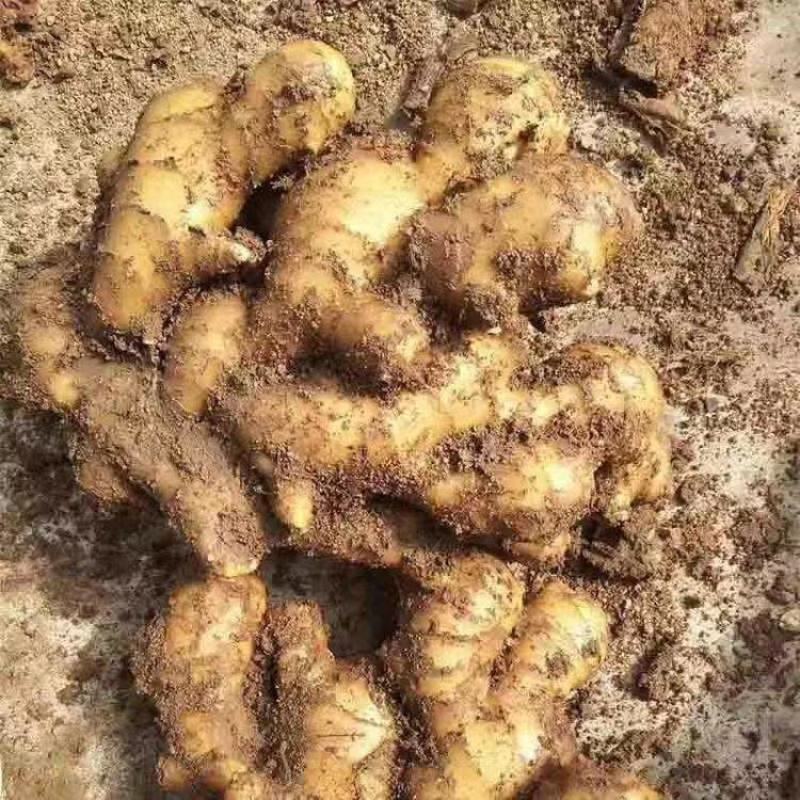 大量批发生姜小黄姜水洗大黄姜风干全年发货货源充足