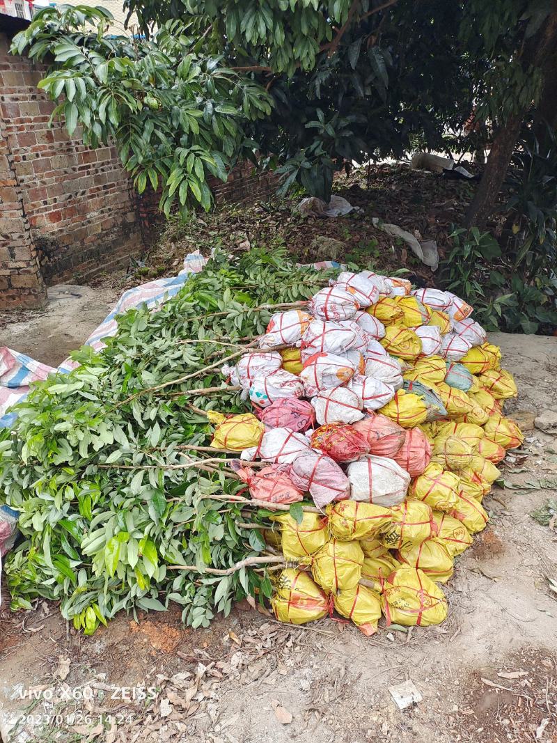 【牛商推荐】茂名化州荔枝苗现挖现发保质保量