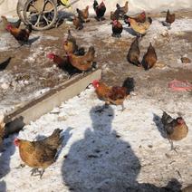 自家散养的当地土鸡，华北柴鸡山地鸡。鸡中的战斗鸡，