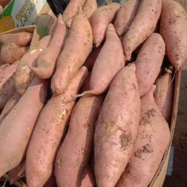 锦州市龙薯九黄瓤真甜，早丰红皮白瓤板栗薯，千万斤全国代发