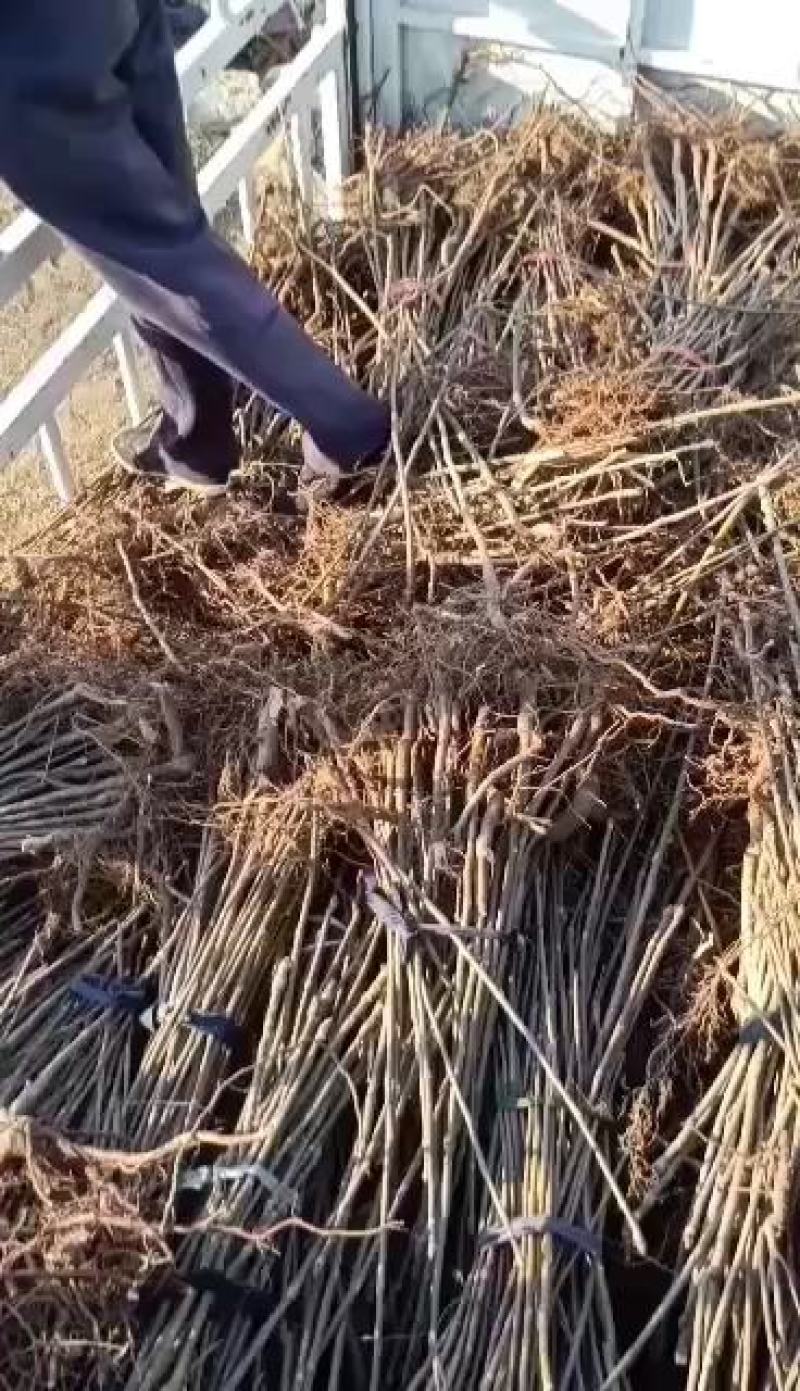 山东潍坊优质香椿苗70~80cm温室，产地发货，量大质优