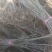 山东潍坊优质香椿苗70~80cm温室，产地发货，量大质优
