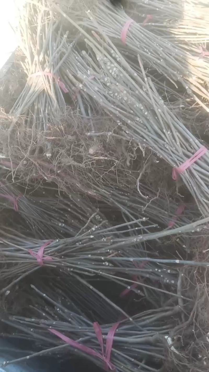 山东潍坊优质香椿苗70~80cm温室，产地发货，量大质优