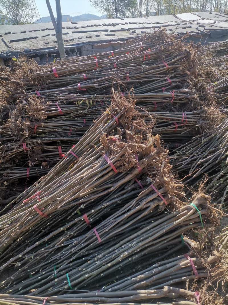 山东潍坊优质香椿苗70~80cm温室，产地发货，量大质优