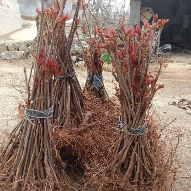 红油香椿苗，提供技术指导，保证品种，基地直发
