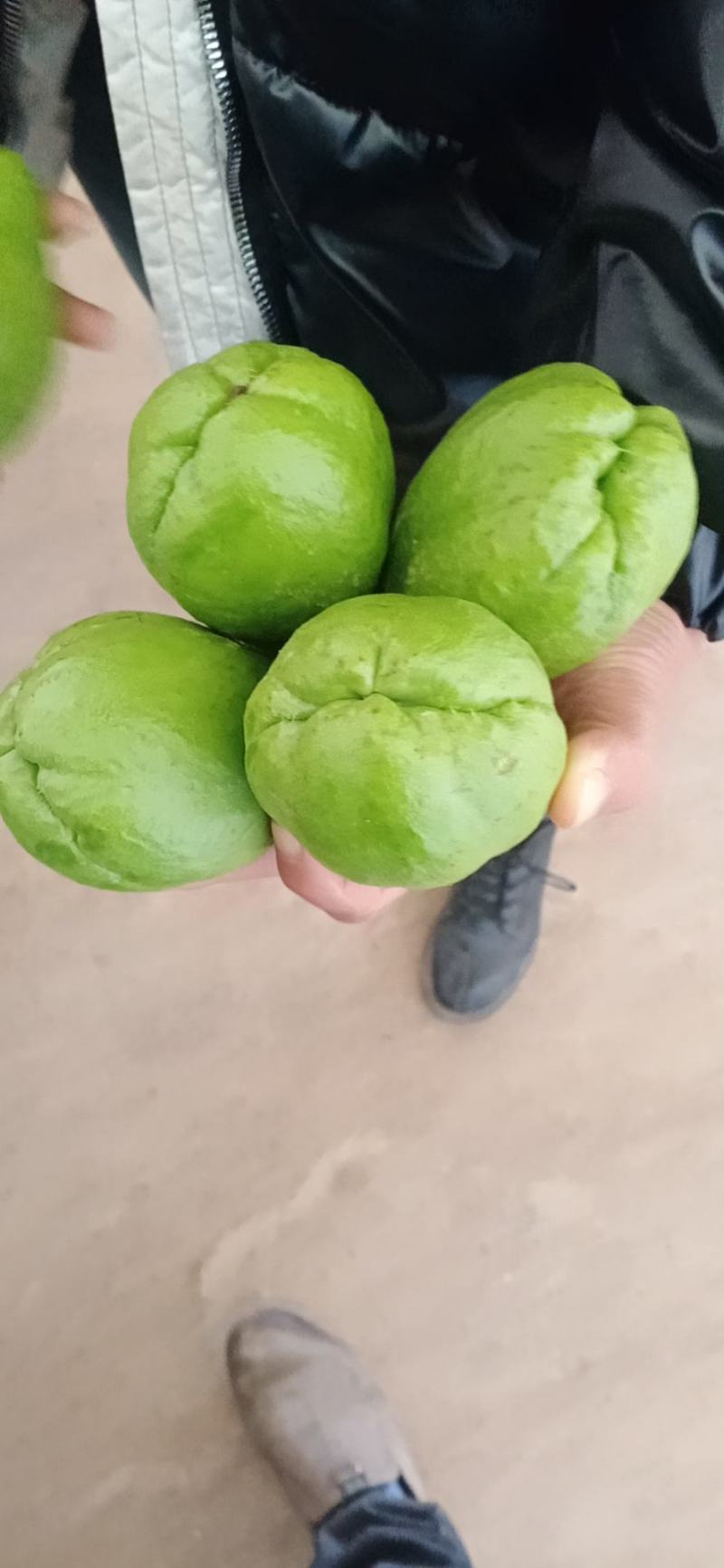 精品佛手瓜基地直供一手货源大量上市欢迎采购